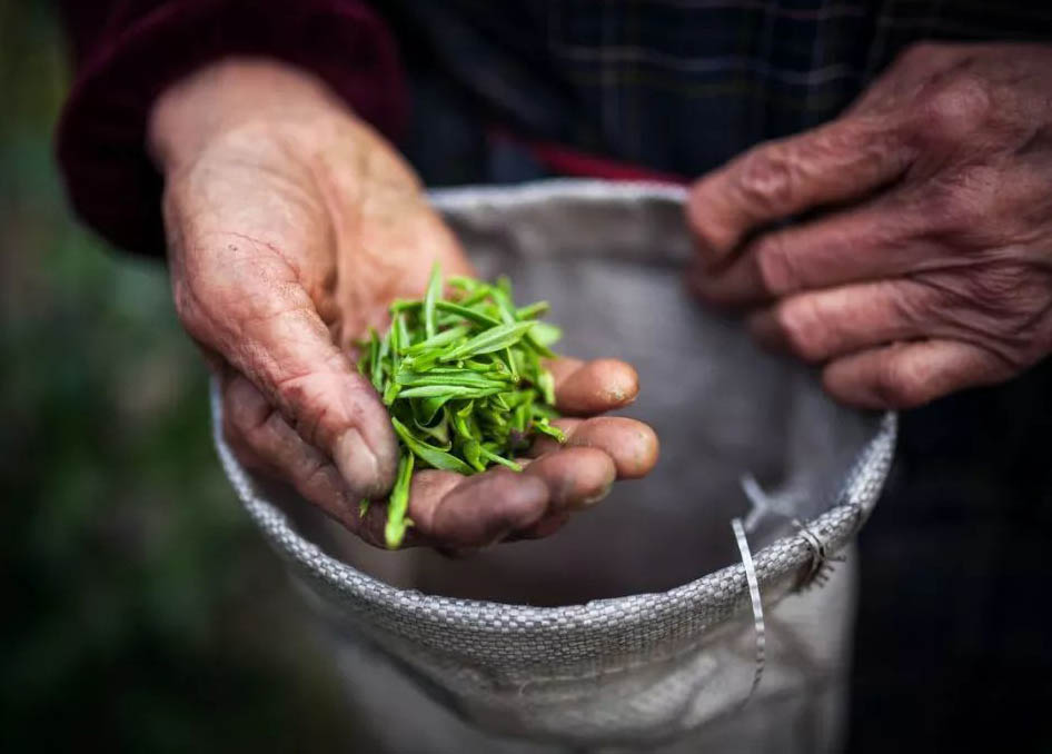 “明前茶，貴如金”